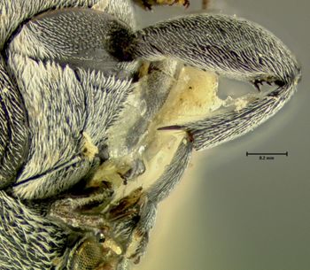 Media type: image;   Entomology 25063 Aspect: hind tibia